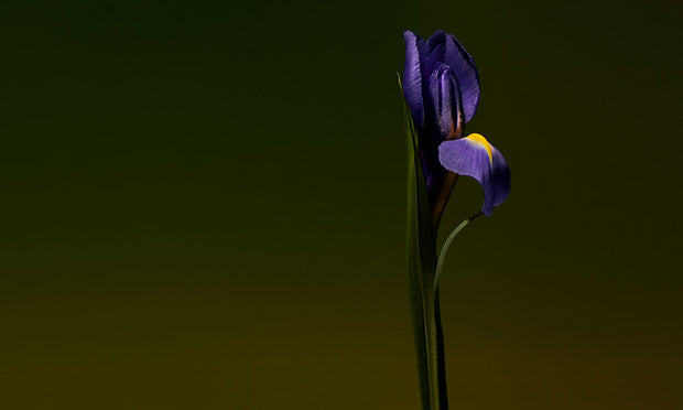Iris Shot | Extrait de Parfum 100ml | Cardamom | Almond | Iris Concrete