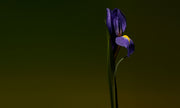 Iris Shot | Extrait de Parfum 15ml | Cardamomo | Amêndoa | Concreto de Iris