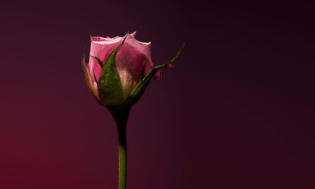 Rose Shot | Extrait de Parfum 100ml | Pink Pepper | Turkish Rose | Guaiac Wood